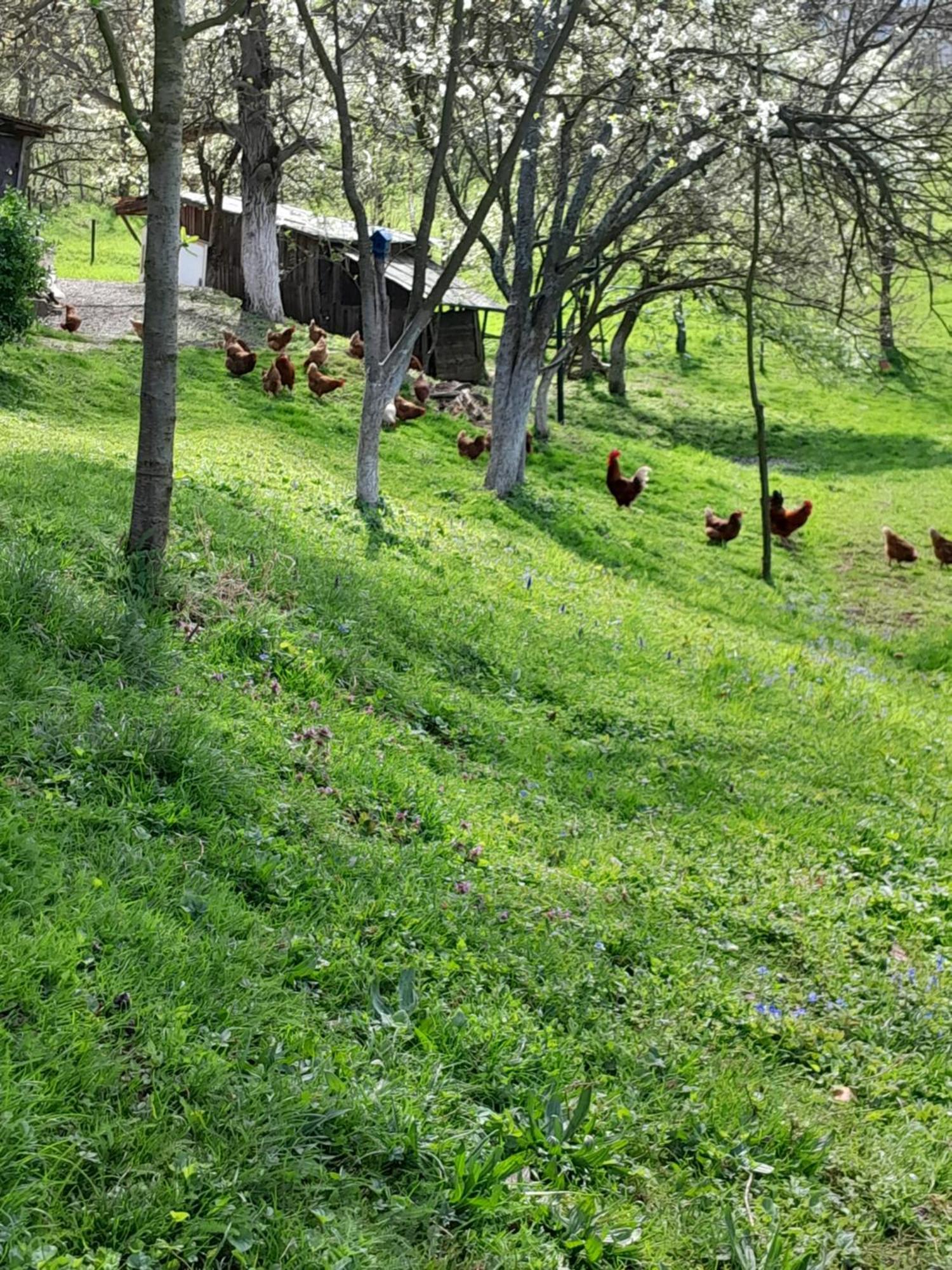 Tesanj Dolores מראה חיצוני תמונה