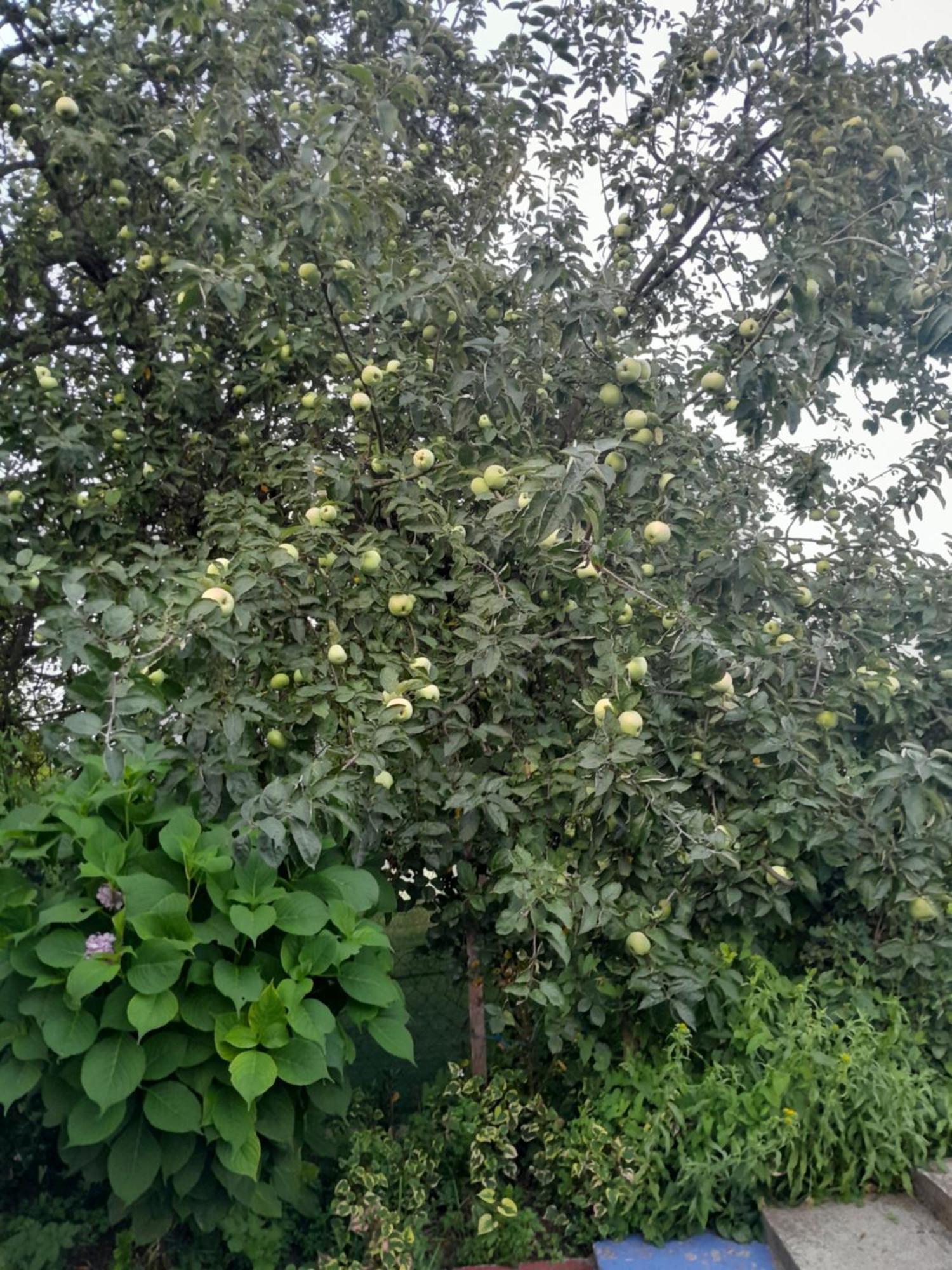Tesanj Dolores מראה חיצוני תמונה